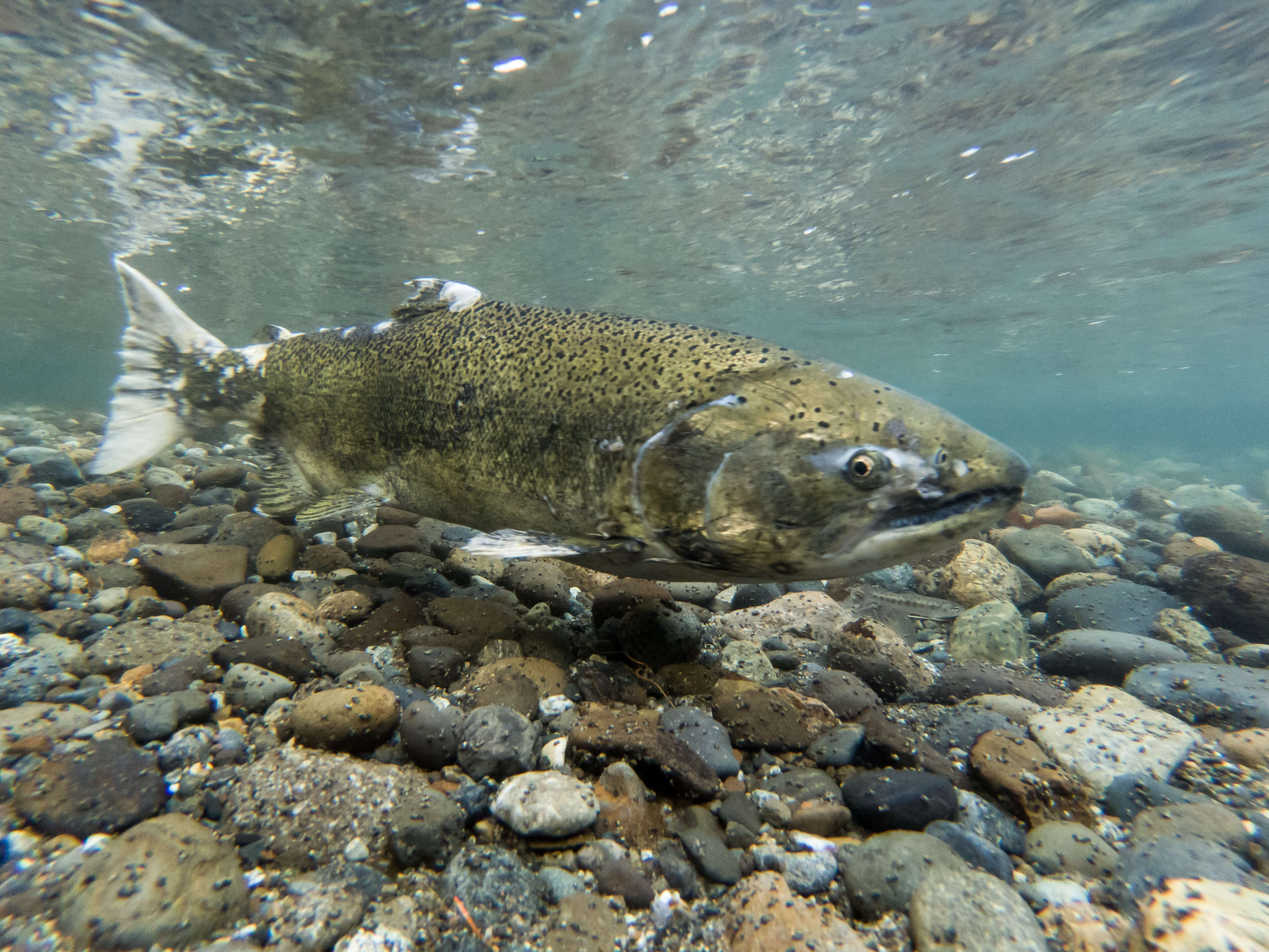 Дорогие виды рыб. Chinook Salmon. Чавыча царь лососей. Лосось в Абхазии. Нерестяще лосос.