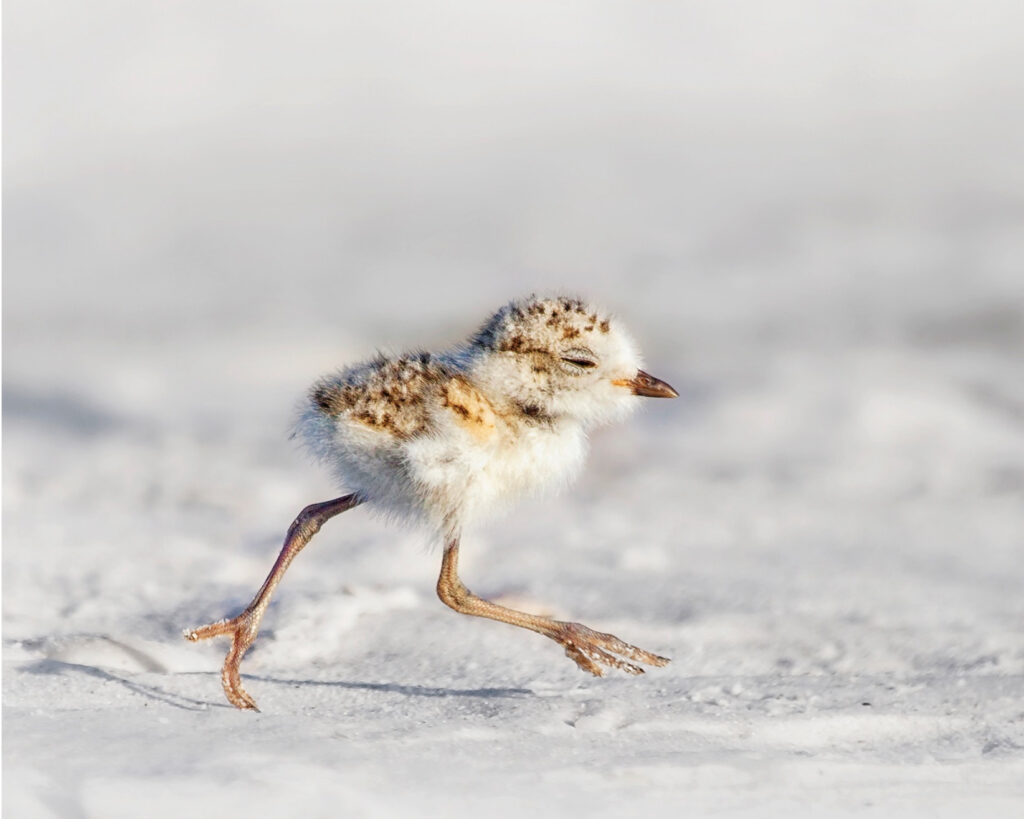 WaterWatch_Mark_Brown_Plover_Chick_Flip_L_to_R_Scale_5_4