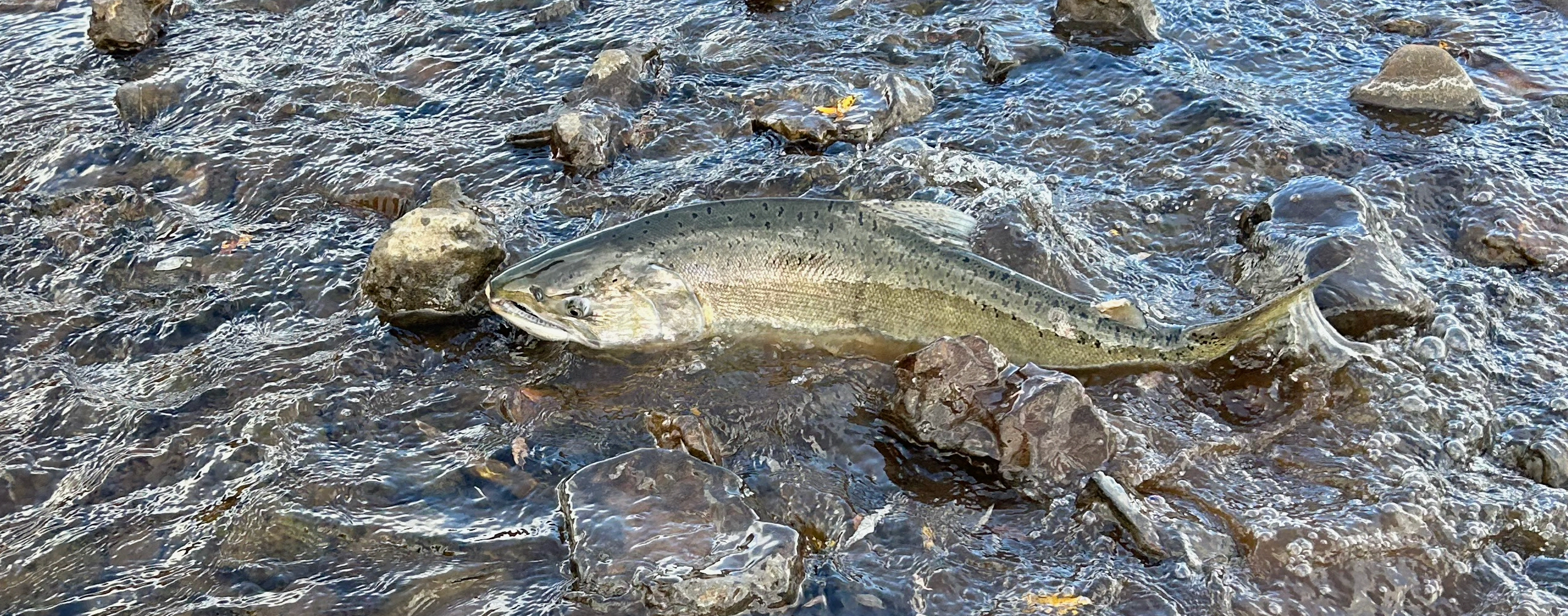 Fall_Run_Chinook_Salmon_Klamath_River_Mark_Hereford_ODFW_Photo_101624_3_1908_750